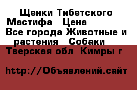 Щенки Тибетского Мастифа › Цена ­ 90 000 - Все города Животные и растения » Собаки   . Тверская обл.,Кимры г.